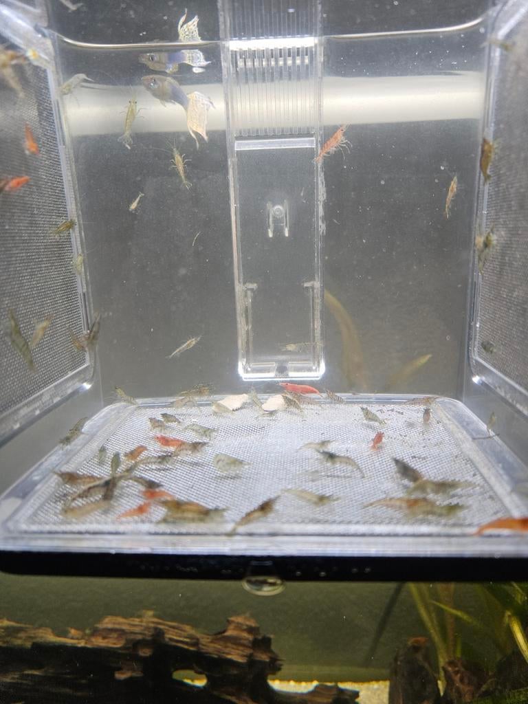 Garnalen, Kreeft, Krab of Garnaal