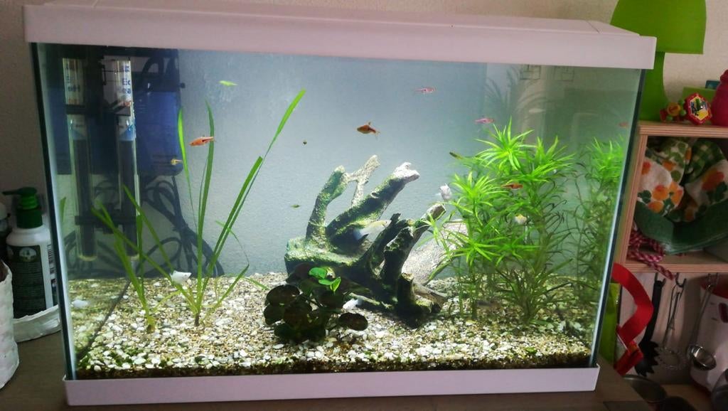 Starters aquarium, Dieren en Toebehoren, Ophalen