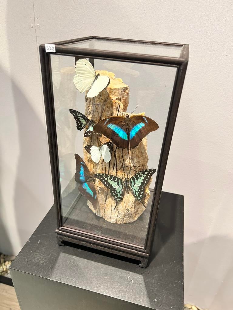 prachtige stolp met opgezette vlinders op versteend hout, Ophalen of Verzenden, Gebruikt, Insect, Opgezet dier