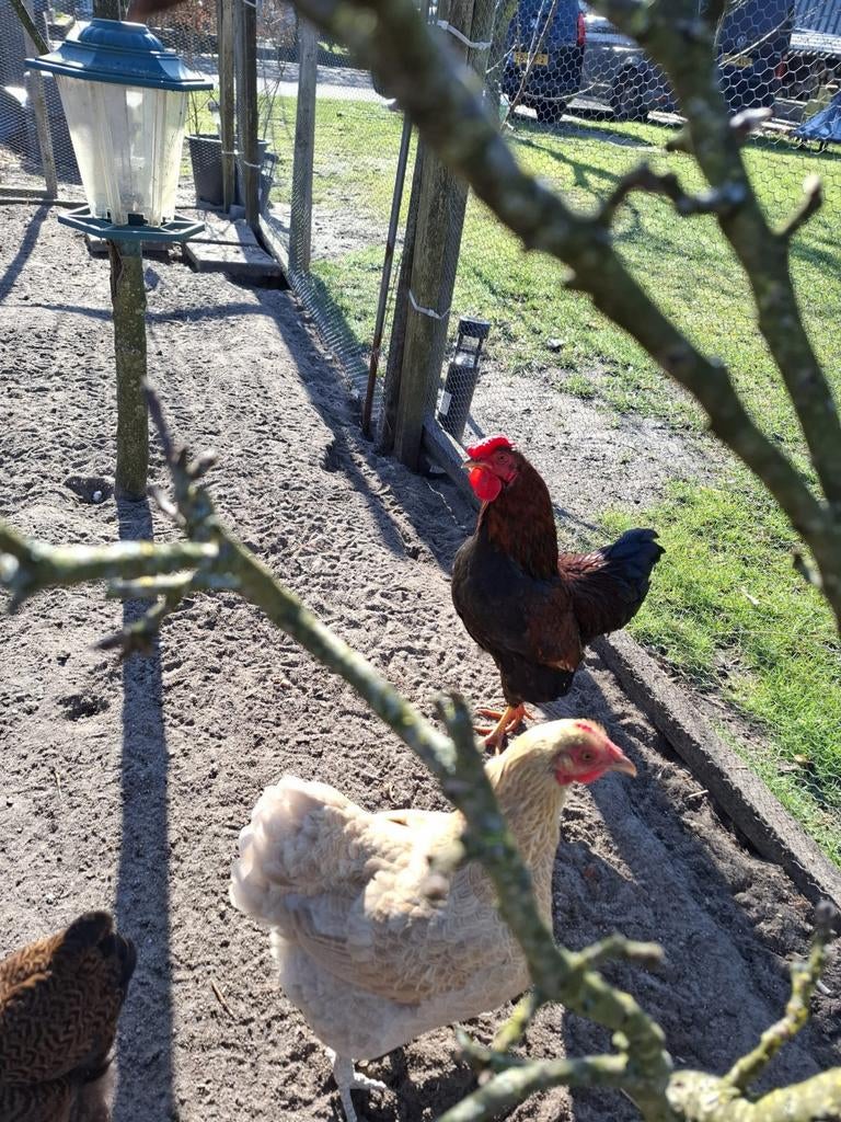 Haan zoekt nieuwe thuis, Dieren en Toebehoren, Pluimvee, Mannelijk, Kip
