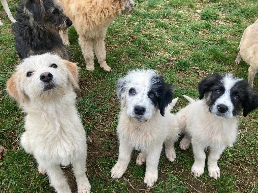 4 lieve puppies zijn ter adoptie!, Dieren en Toebehoren, Honden | Niet-rashonden, 15 weken tot 1 jaar, Handelaar, Buitenland, Parvo