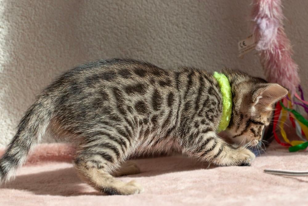 Nog maar 1 Cheetoh kitten poesje beschikbaar, Dieren en Toebehoren, Katten en Kittens | Raskatten | Korthaar, Meerdere dieren