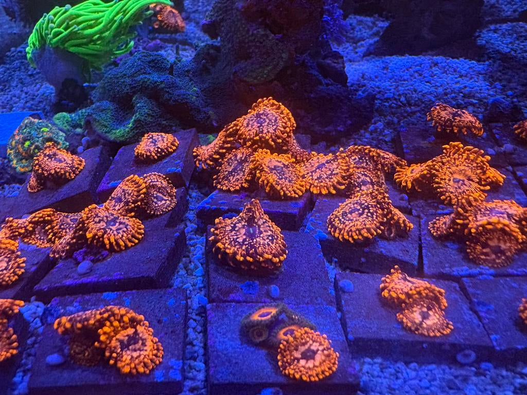 Zoanthus utter chaos, Overige typen, Zoutwatervis