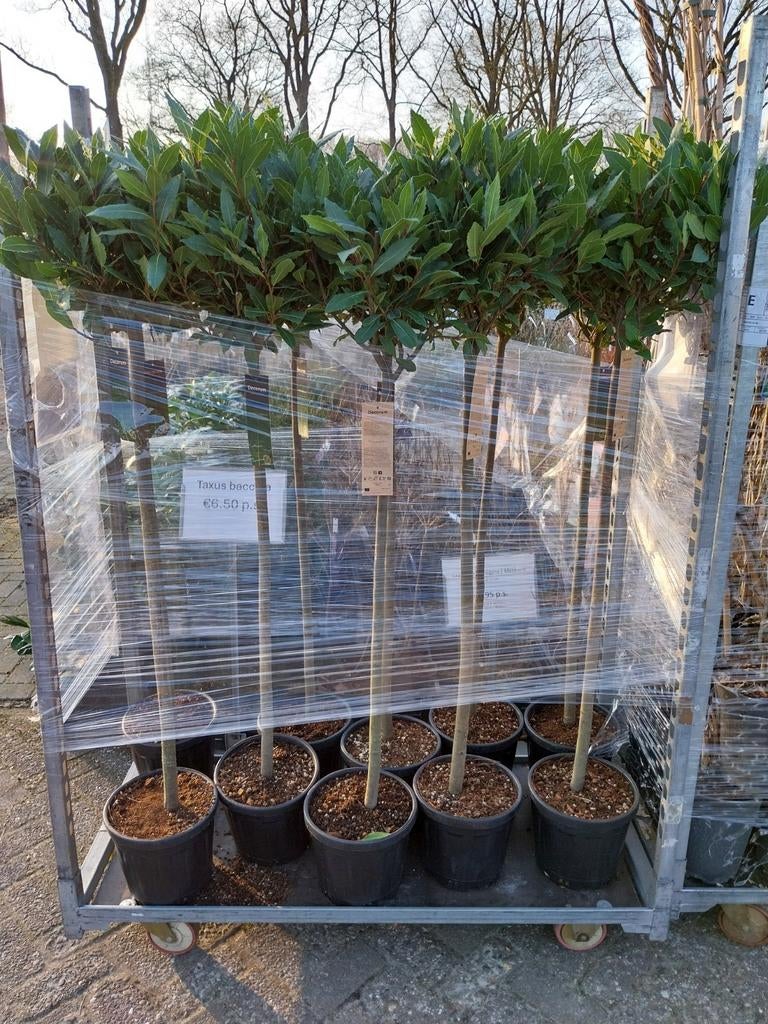 Laurus Nobilis op stam - Eetbare Laurier, Ophalen, Volle zon, Vaste plant, Bloeit niet