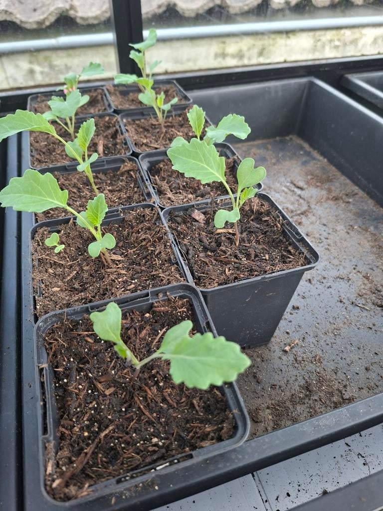 Paarse brocolli stekjes planten biologisch, Ophalen, Eenjarig, Groenteplanten, Volle zon