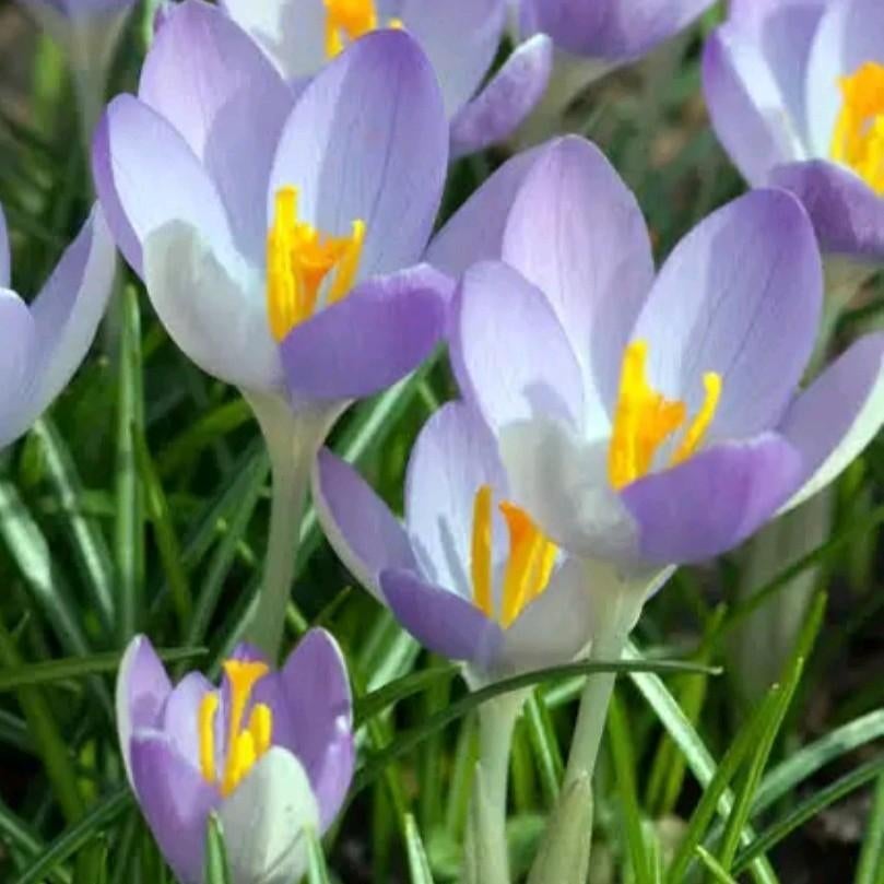 Boeren krokus bolletjes ruilen, Tuin en Terras, Ophalen of Verzenden, Halfschaduw