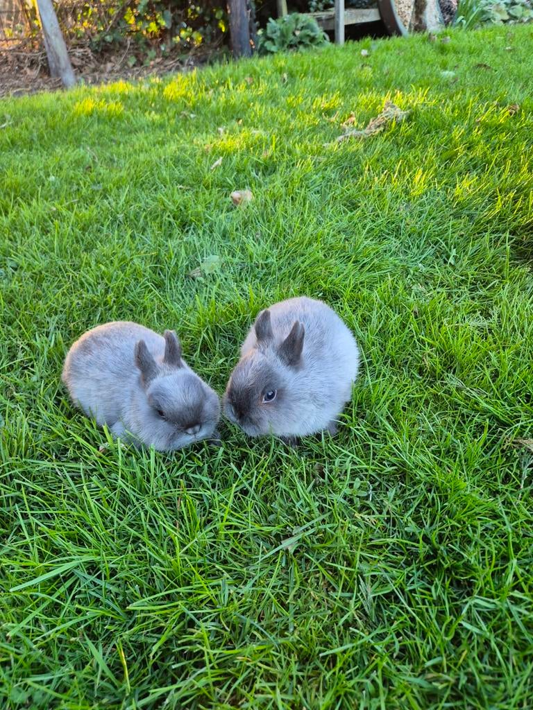 Mooie dwergkonijntjes, Dieren en Toebehoren, Konijnen, Meerdere dieren, Dwerg