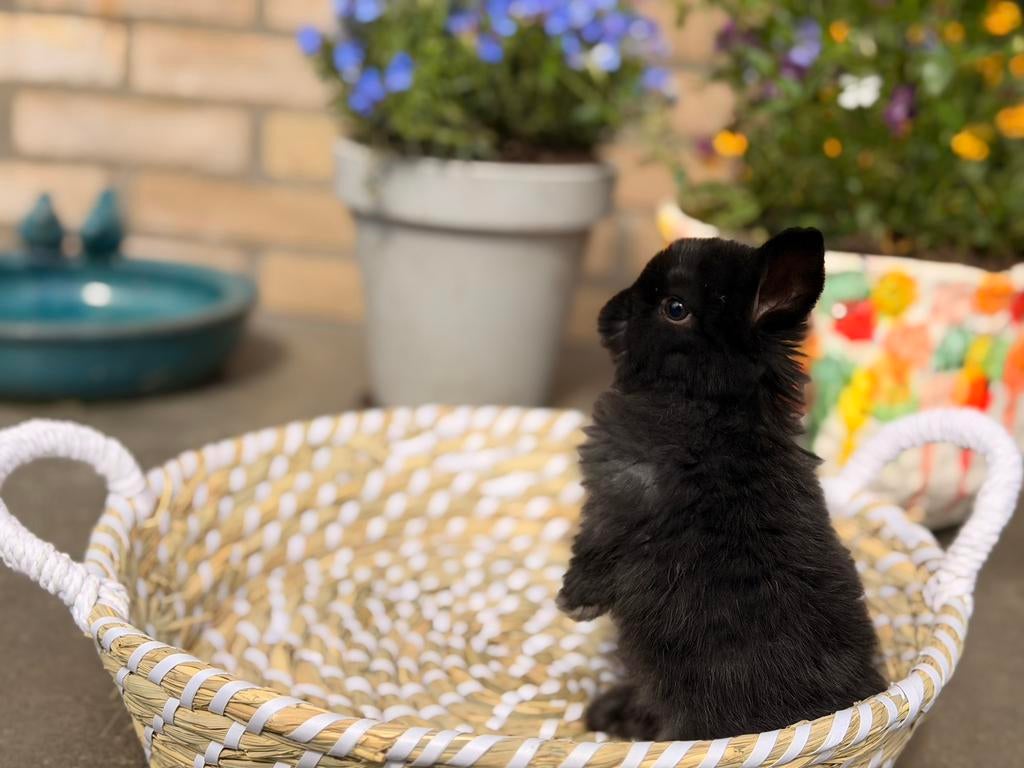 Knuffelige hangoor, Dieren en Toebehoren, Konijnen, Mannelijk, Dwerg, Hangoor, 0 tot 2 jaar