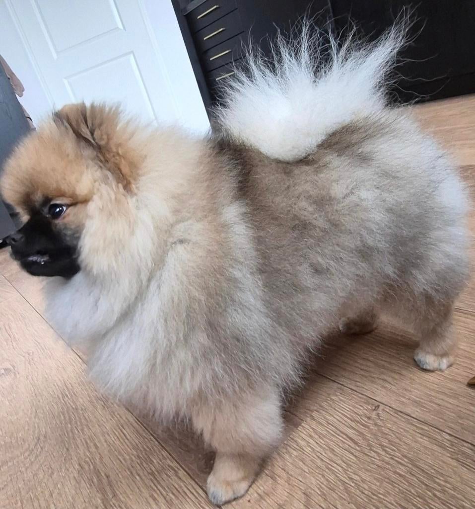 Pomeriaan reutje 6 maanden, Dieren en Toebehoren, Keeshond, 15 weken tot 1 jaar, Reu, Parvo