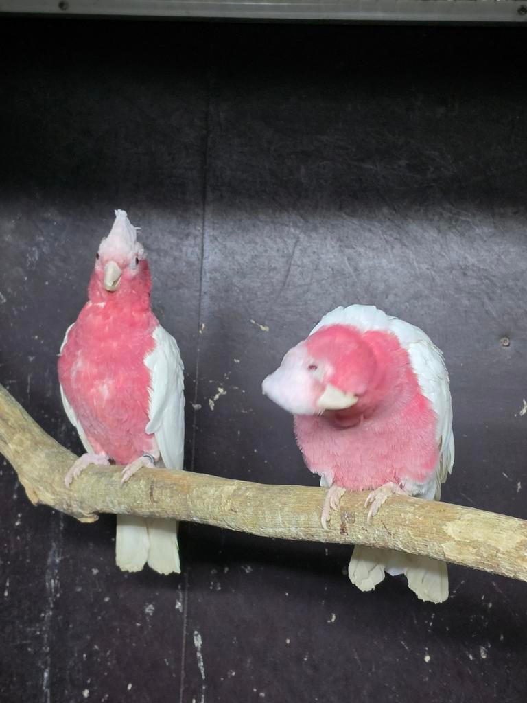 1-1 lutino rose kaketoe's onverwand 2025, Dieren en Toebehoren, Meerdere dieren, Papegaai, Tam