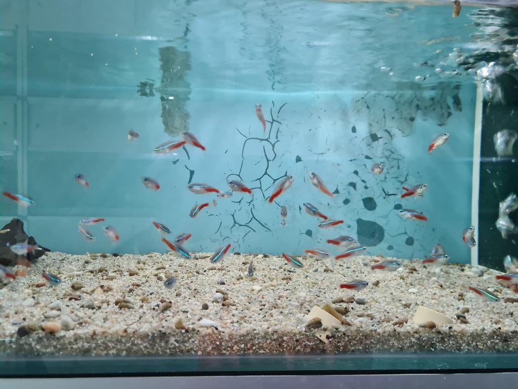 Neon Tetra, Paracheirodon Innesi, Neontetra, Vis, Zoetwatervis