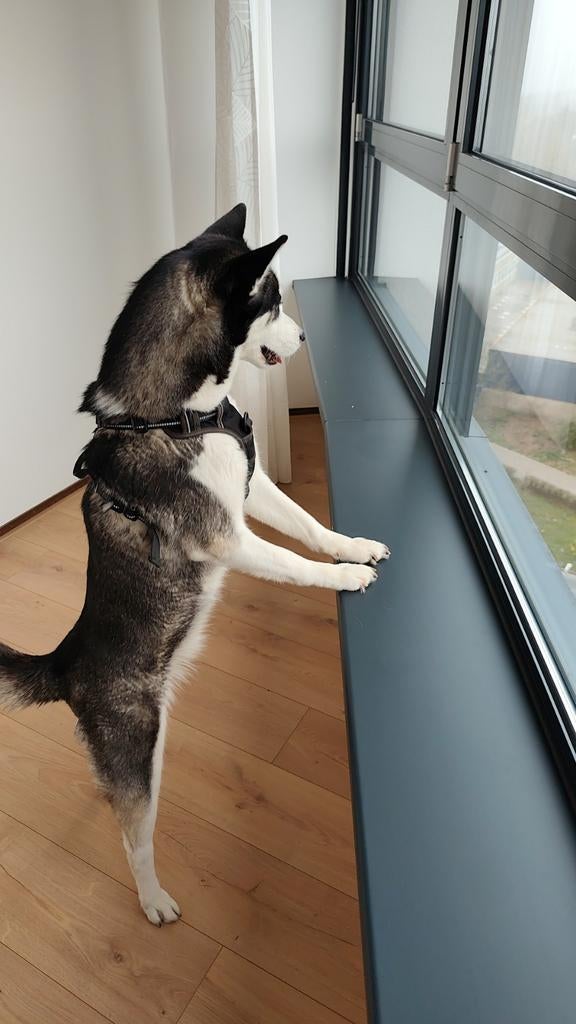 Baasje gezocht., Parvo, Teef, Poolhond, Eén hond