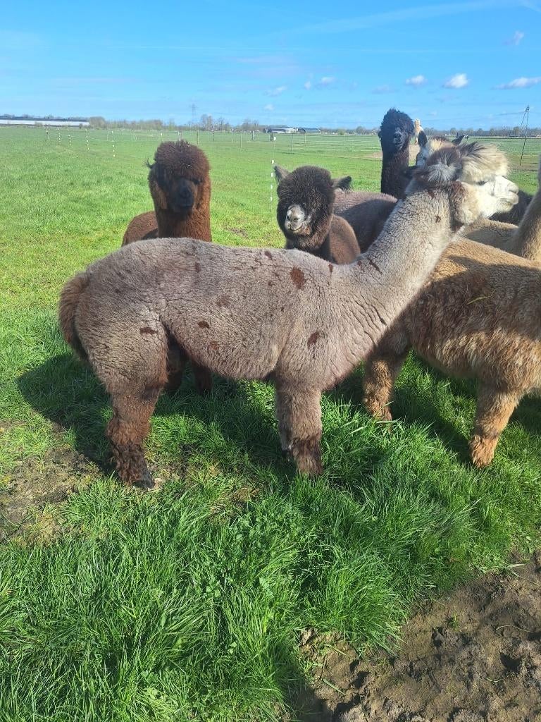 Diverse Alpaca merries te koop, Juni, Vrouwelijk