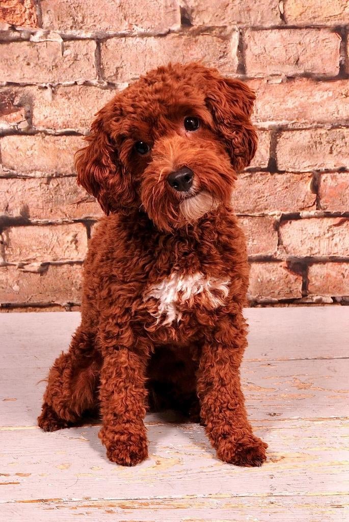 Mini australian labradoodle dekreu met stamboom, Reu, 1 tot 2 jaar, Eén hond, Nederland