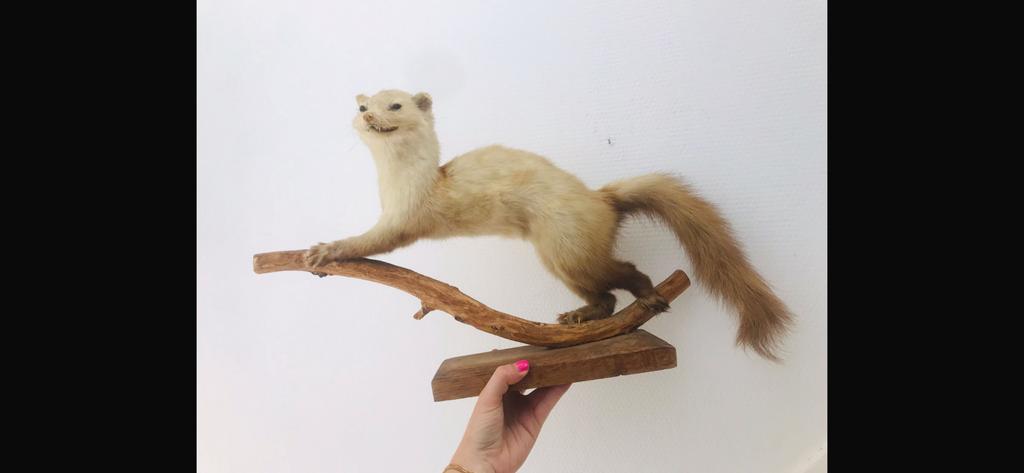 Opgezette wezel, Verzamelen, Dierenverzamelingen, Ophalen of Verzenden, Zo goed als nieuw, Vogel, Opgezet dier