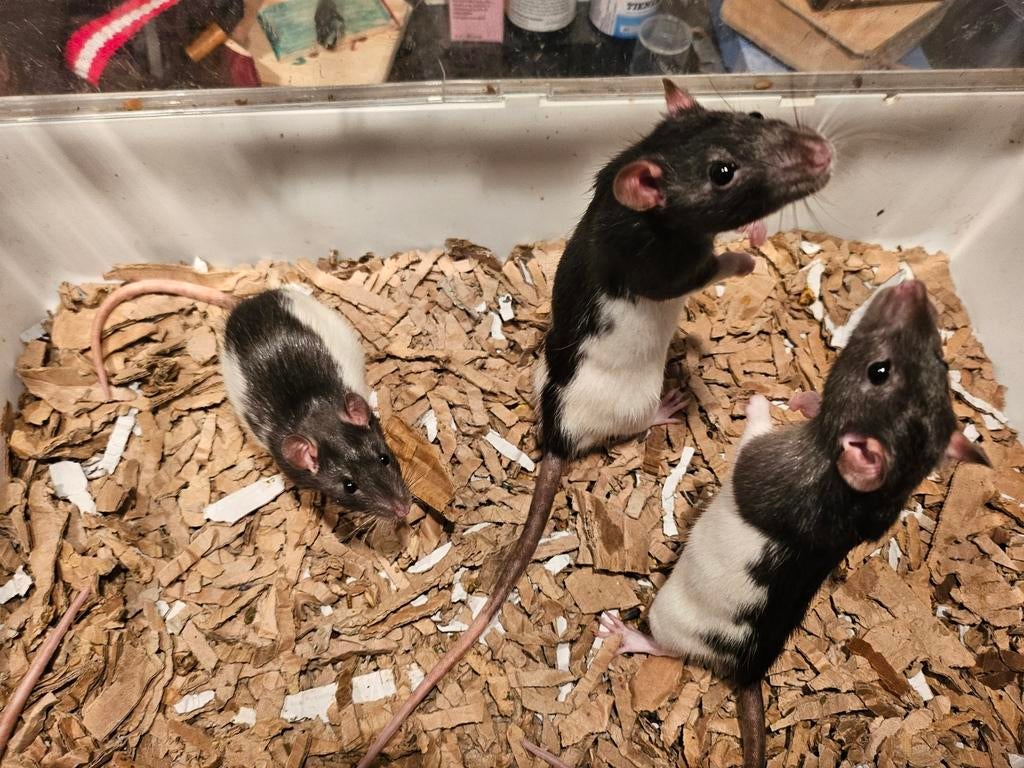 Rittens ratten, Dieren en Toebehoren, Knaagdieren, Rat, Meerdere dieren, Tam, Oktober