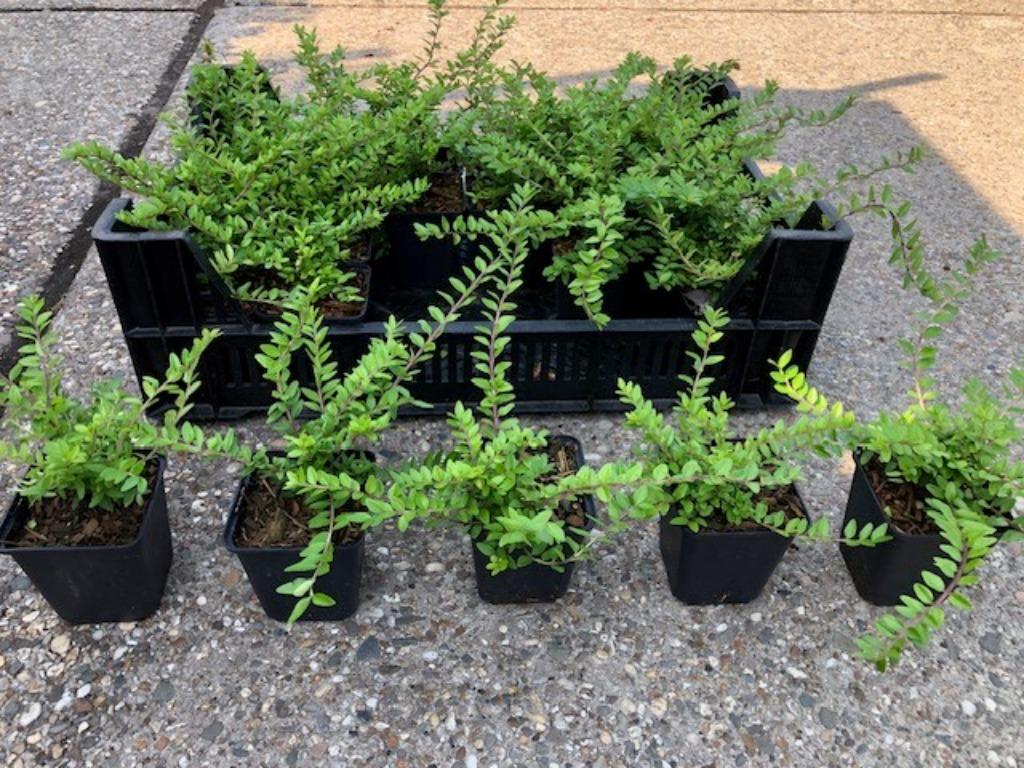 Buxus vervanger!!! Lonicera 'Maigrun' NU voor € 1,= per stuk, Ophalen, Buxus, Haag, Minder dan 100 cm