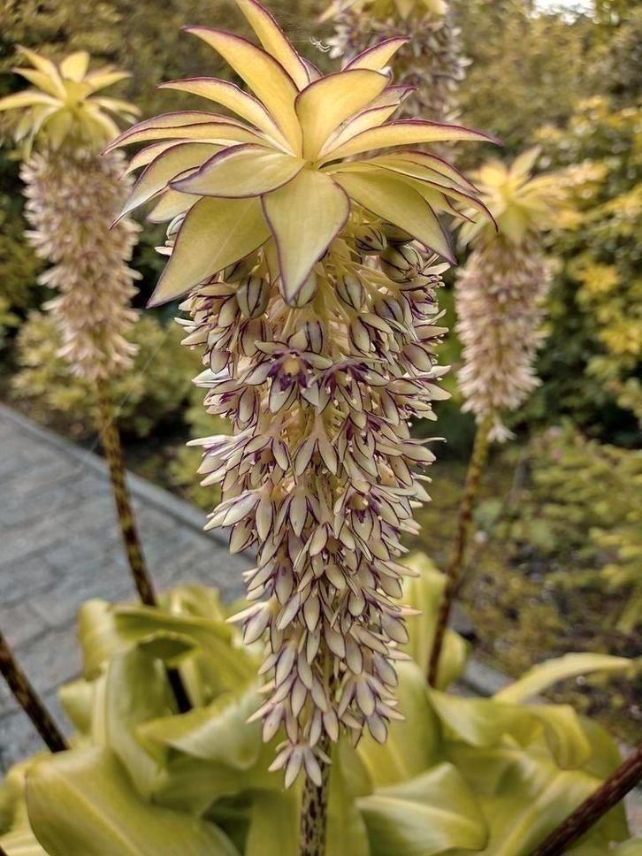Zaden Ananasplant/Kuiflelie - Eucomis Bicolor, Verzenden, Voorjaar, Volle zon, Zaad