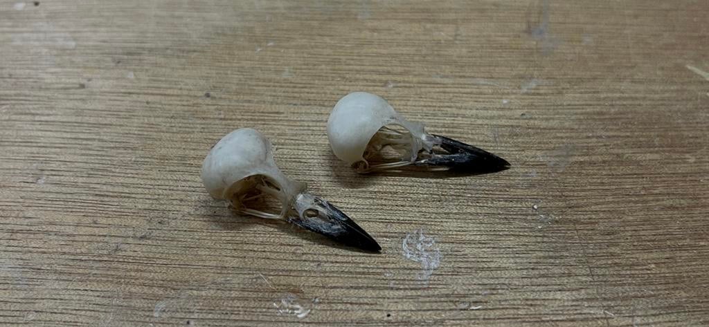 Schedel Platysteira cyanea, Ophalen of Verzenden, Nieuw, Vogel, Schedel