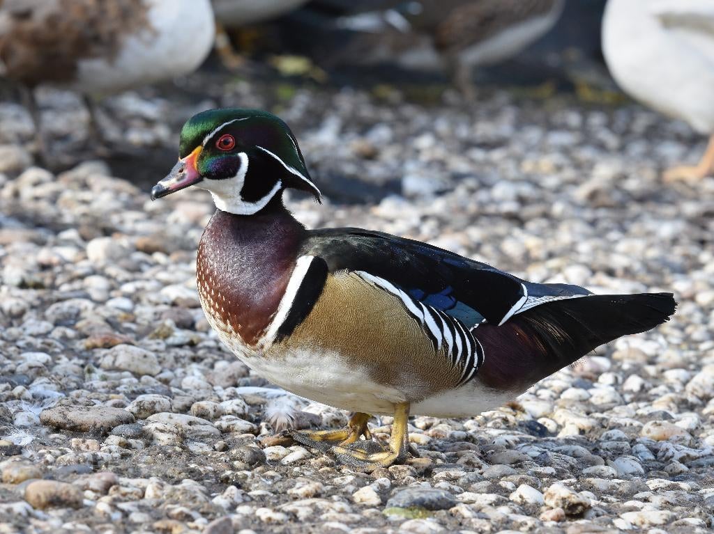 Carolinaeend | Siereenden | Mooie kleuren, Meerdere dieren, Eend