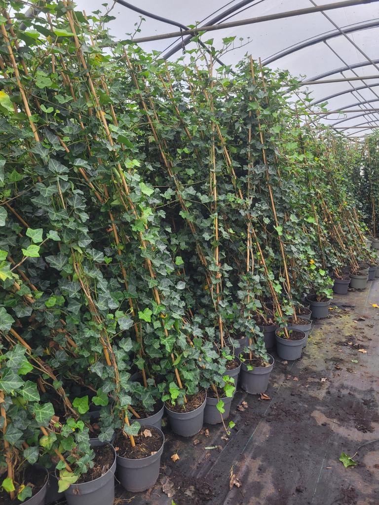 Hedera Klimop - Groene klimmer voor uw tuin!, Tuin en Terras, Vaste plant, Ophalen of Verzenden, Bloeit niet, Halfschaduw