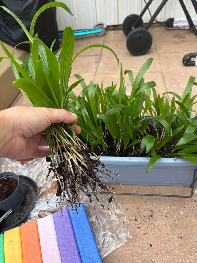 Jonge winterharde palm (Trachycarpus fortunei) – palmboom, Overige soorten, Volle zon, Vaste plant, Ophalen of Verzenden