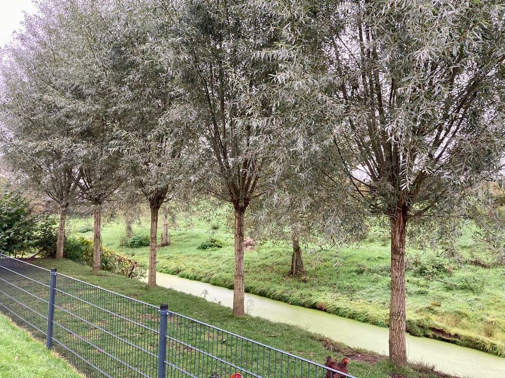 Knotwilgen Salix Alba (zilvergrijs) 20% korting, Overige soorten, Lente, 400 cm of meer, Ophalen