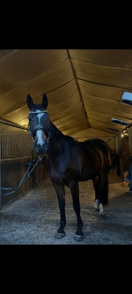 Lieve knappe merrie (169cm)