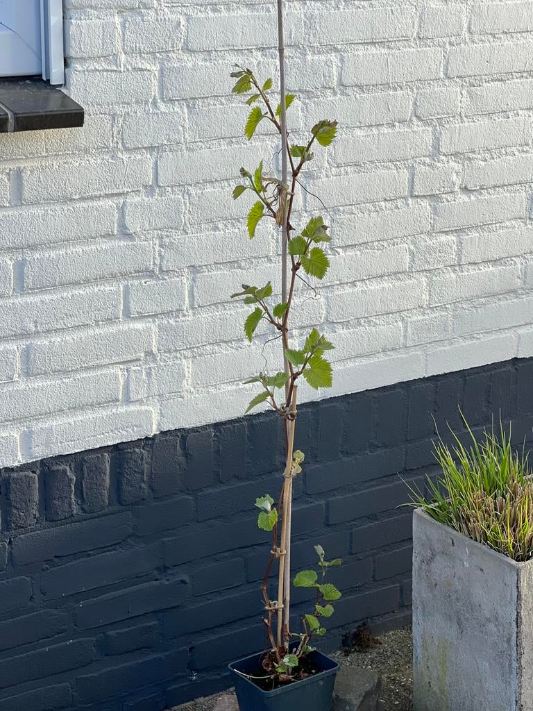 Druivenplant Druif Vitis Venus, Ophalen, Volle zon, Overige soorten