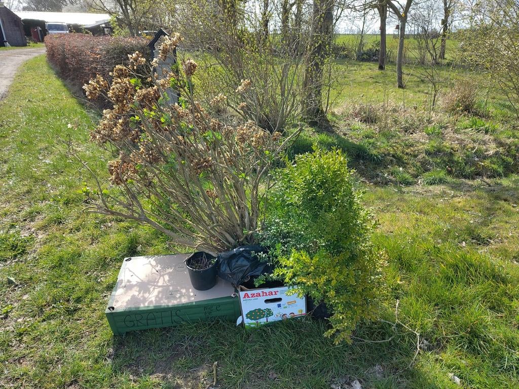 Tuinplanten, Tuin en Terras, Planten | Tuinplanten, Ophalen of Verzenden