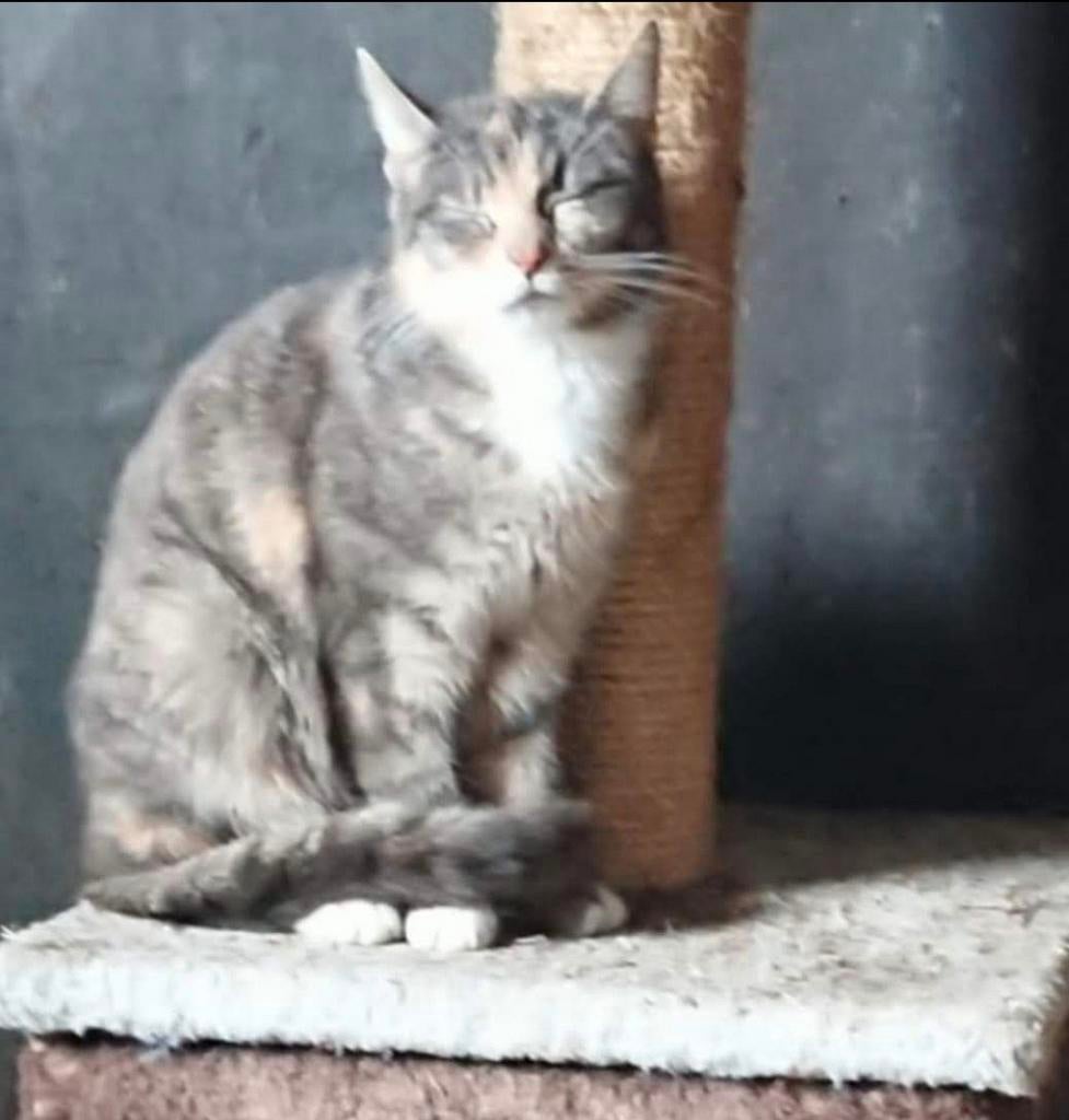 Kitten Kater (Moeder Blauwe Rus/Siamees), Dieren en Toebehoren, Katten en Kittens | Dekkaters