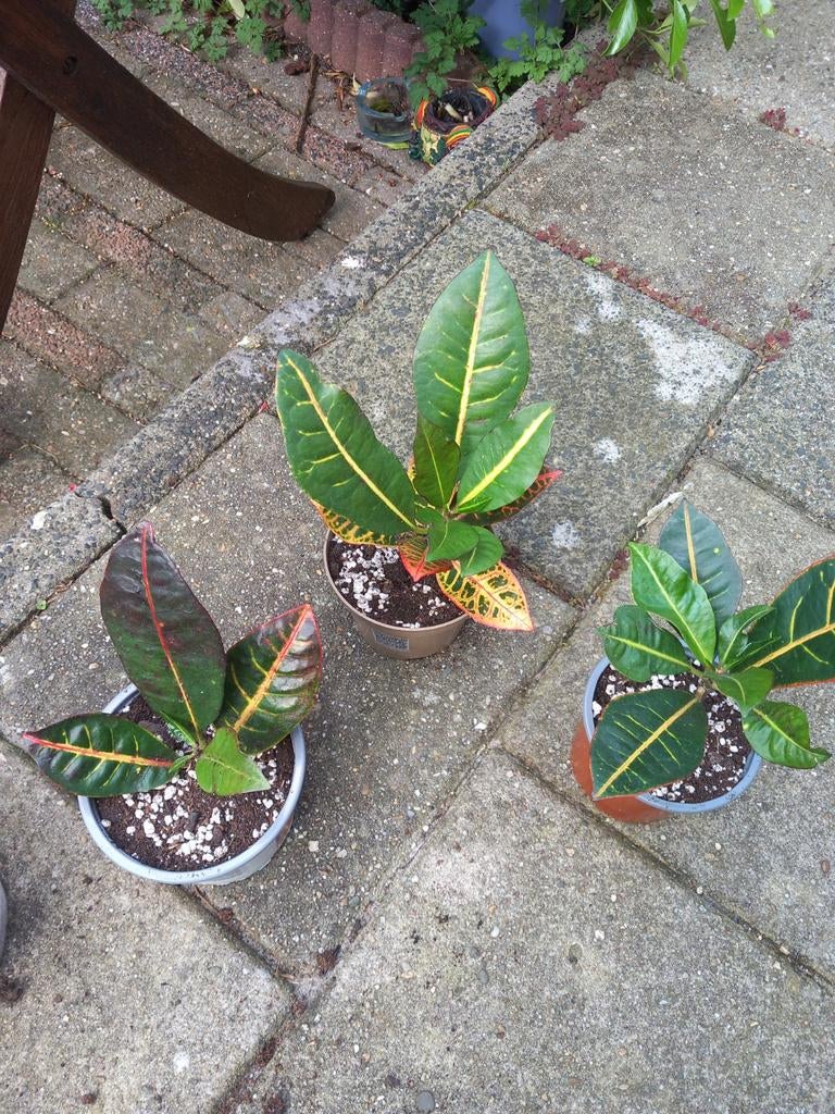 Croton (wonderstruik) kamerplant, Ophalen