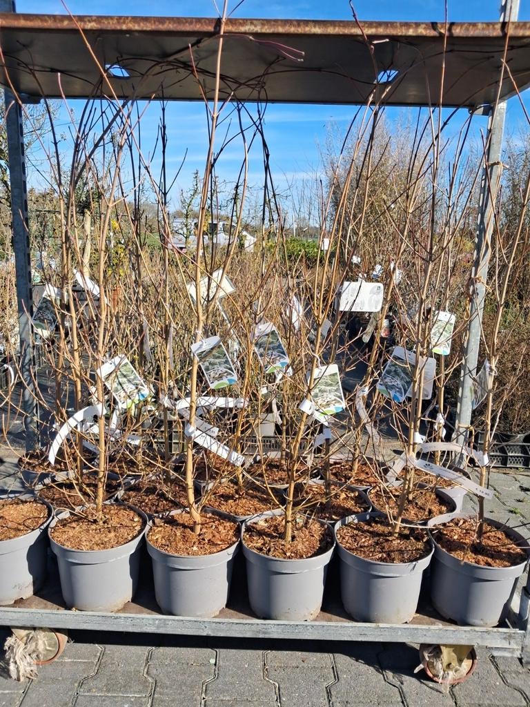 Grootbloemige Kornoelje (Cornus kousa var. chinensis), Tuin en Terras, Planten | Bomen, In pot, Halfschaduw, Ophalen of Verzenden