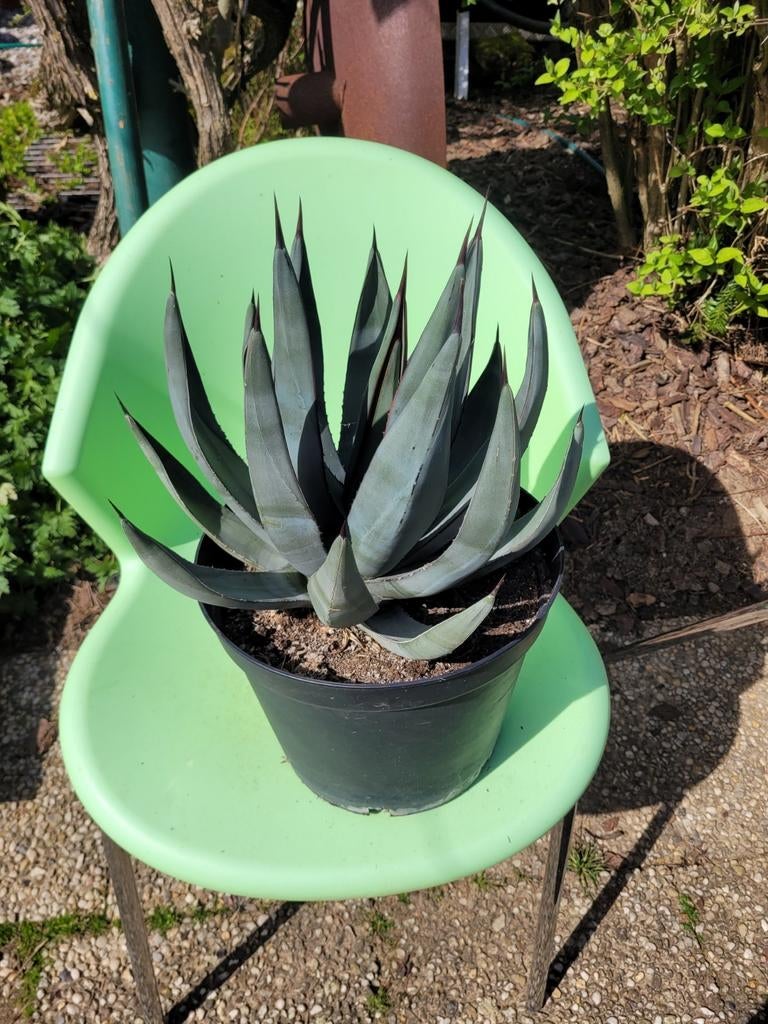 Agave Nigra, Ophalen, Metaal