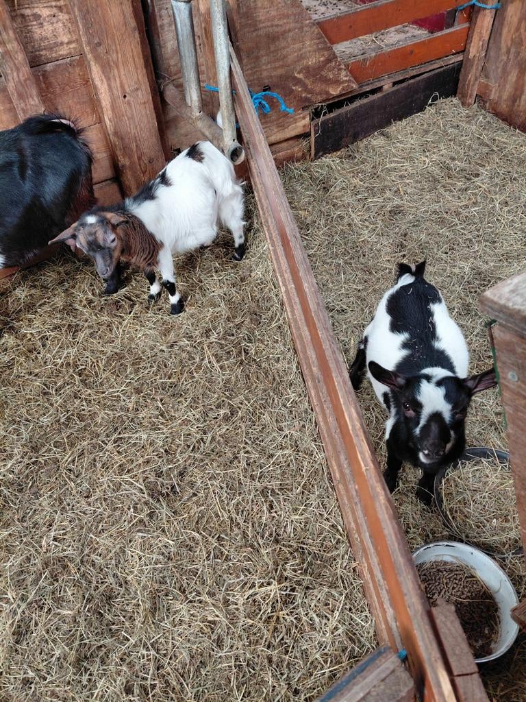 Dwerg geitjes te koop, Dieren en Toebehoren, Schapen, Geiten en Varkens, Geit, Mannelijk, 0 tot 2 jaar