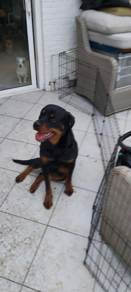 Rothweiler, volwassen, 14 maanden, Rabiës (hondsdolheid), Reu, 1 tot 2 jaar, Eén hond