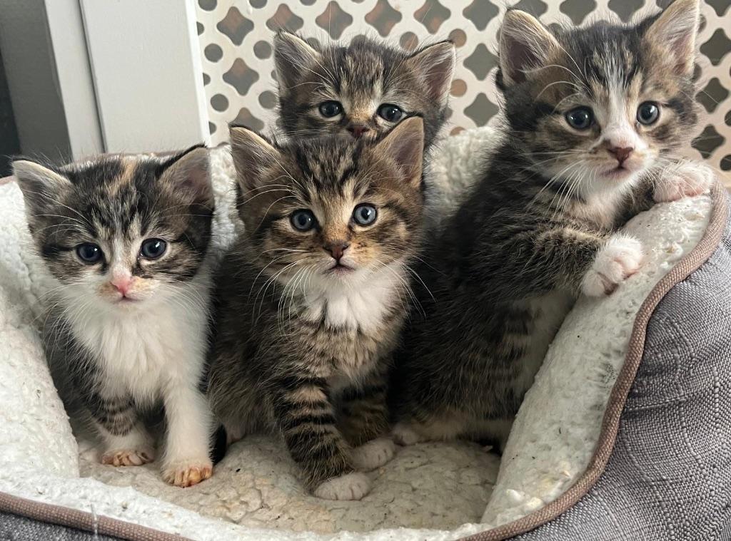 Kittens Noorse Boskat X - lief, aanhankelijk en speels, Meerdere dieren, Ontwormd, 0 tot 2 jaar
