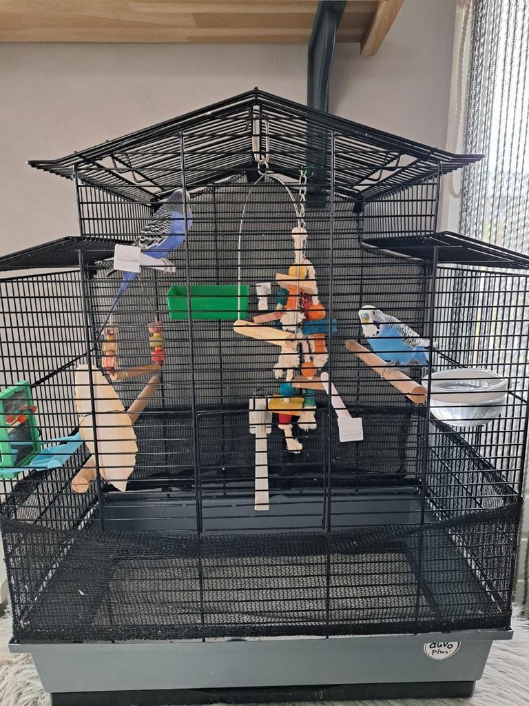 2 mooie blauwe grasparkieten compleet met kooi en toebehoren, Mannelijk, Parkiet