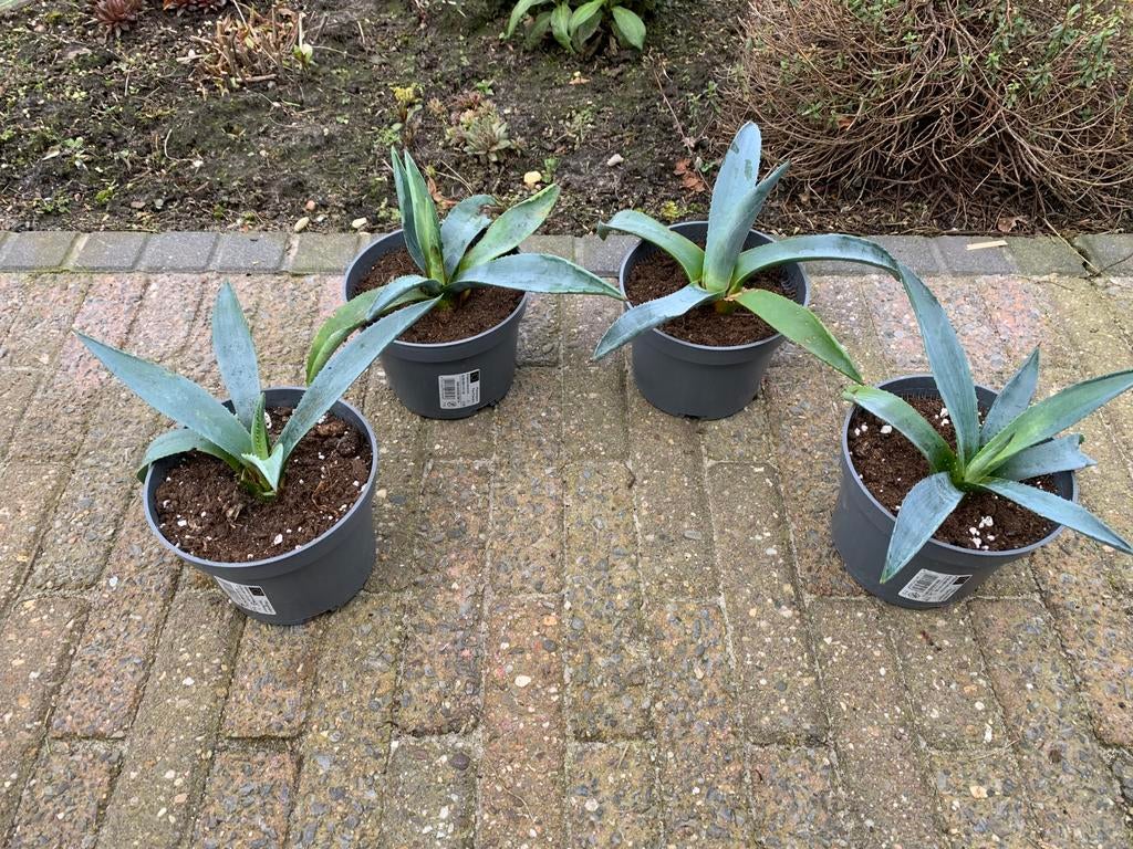 Stekje Agave per stuk € 2,50. NOG 2 BESCHIKBAAR, Ophalen of Verzenden, Bloeit niet, Overige soorten, Volle zon