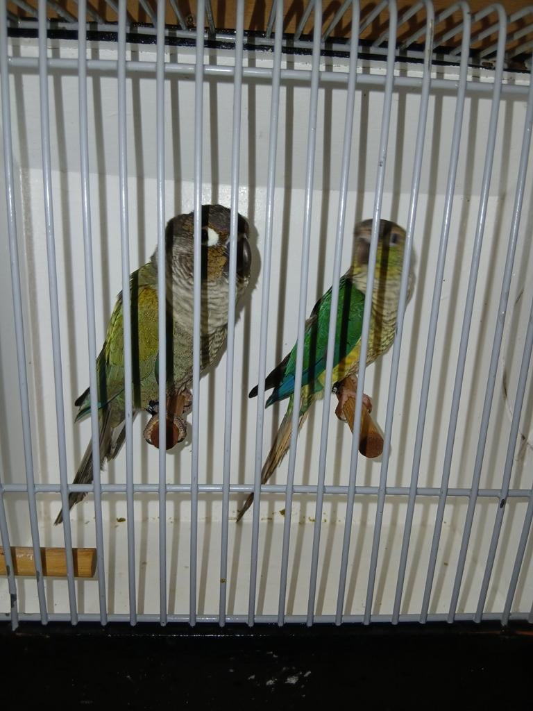 2 koppels pyrrhura kweek, Dieren en Toebehoren, Vogels | Parkieten en Papegaaien, Parkiet, Meerdere dieren, Tam