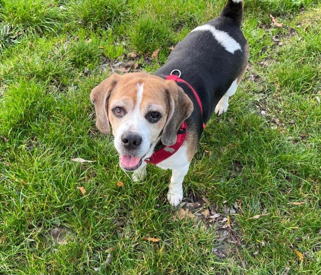 Ayla zoekt baasje, Dieren en Toebehoren, Honden | Beagles, Bassets en Lopende honden, 6 jaar of ouder, Beagle, Particulier, Buitenland