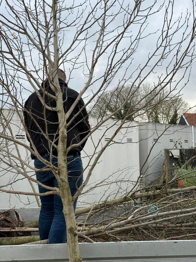 Magnolia kobus bomen witte bloesem hoog 4,5 meter, Tuin en Terras, Planten | Bomen, Overige soorten, Lente, 400 cm of meer, Ophalen