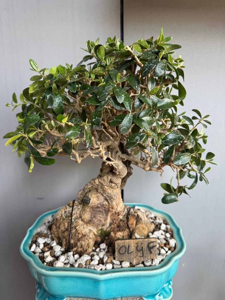 Bonsai olijfboom silvestris, In pot, Bloeit niet, Halfschaduw, Ophalen of Verzenden