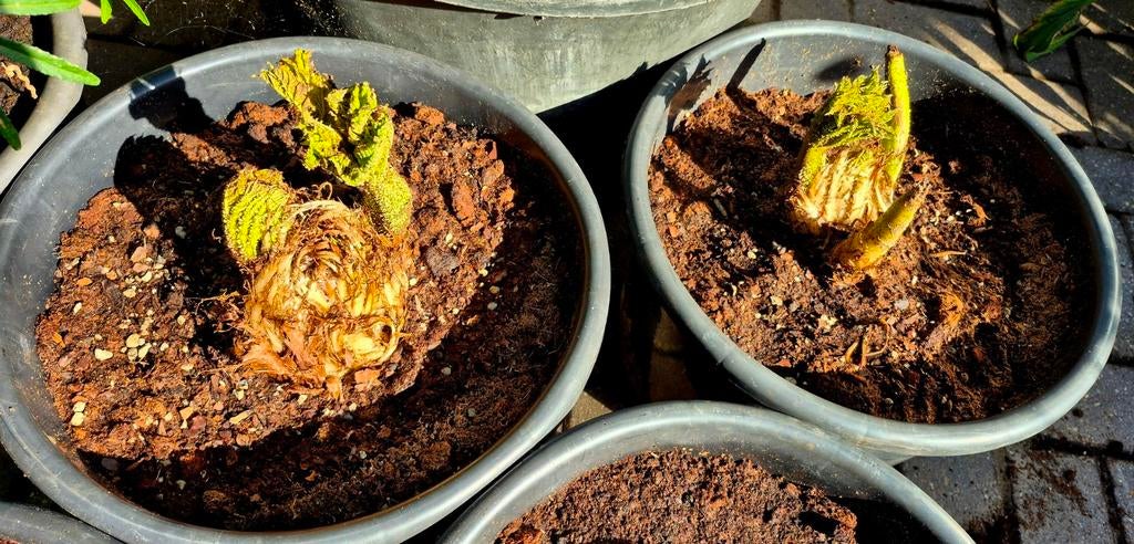 Gunnera manicata - Mammoetblad, Ophalen of Verzenden, Overige soorten, Halfschaduw