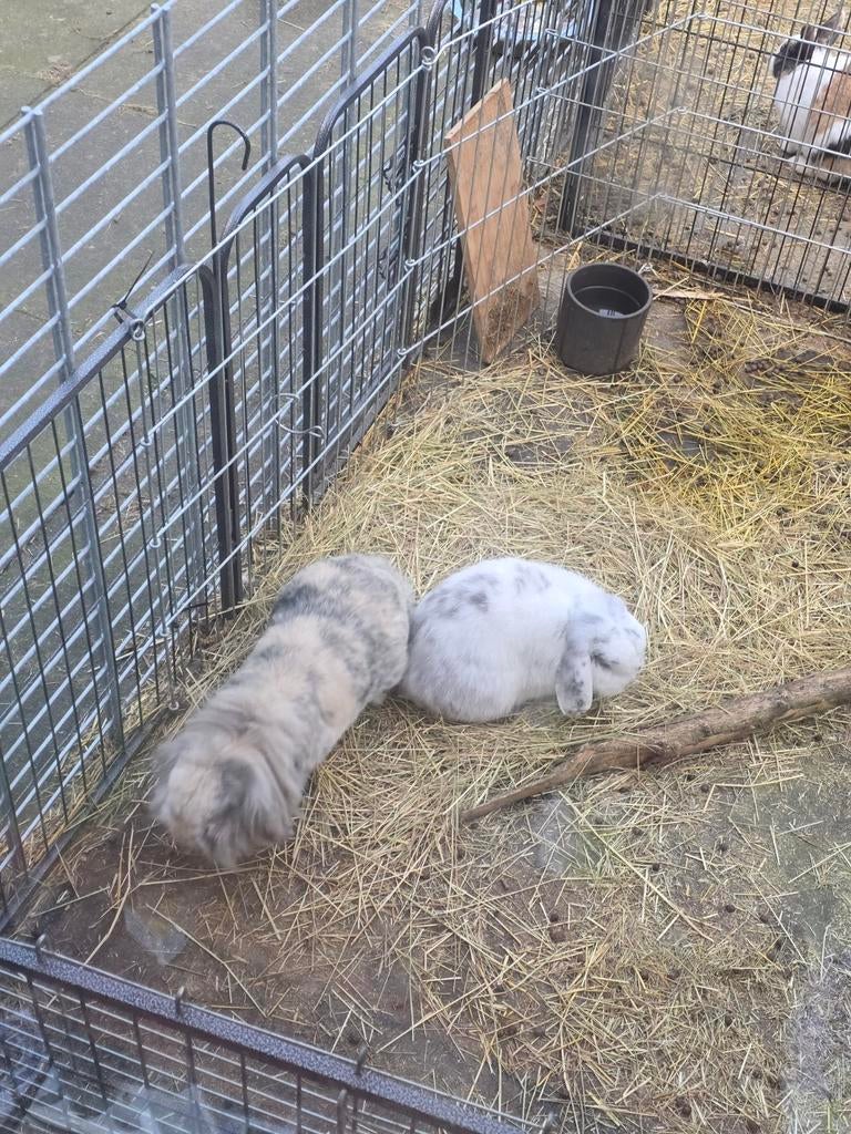 2 super lieve konijnen (koppel), Dieren en Toebehoren, Konijnen, Meerdere dieren, Middelgroot, Hangoor, 3 tot 5 jaar