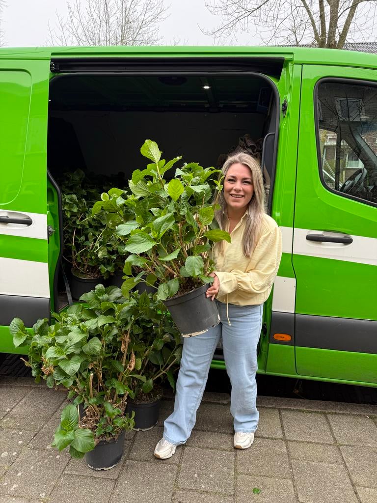 Witte hortensia’s (grote pot 10L) NU 15,- SUPERKOOP!!, Tuin en Terras, Overige soorten, Vaste plant, Ophalen of Verzenden, Halfschaduw