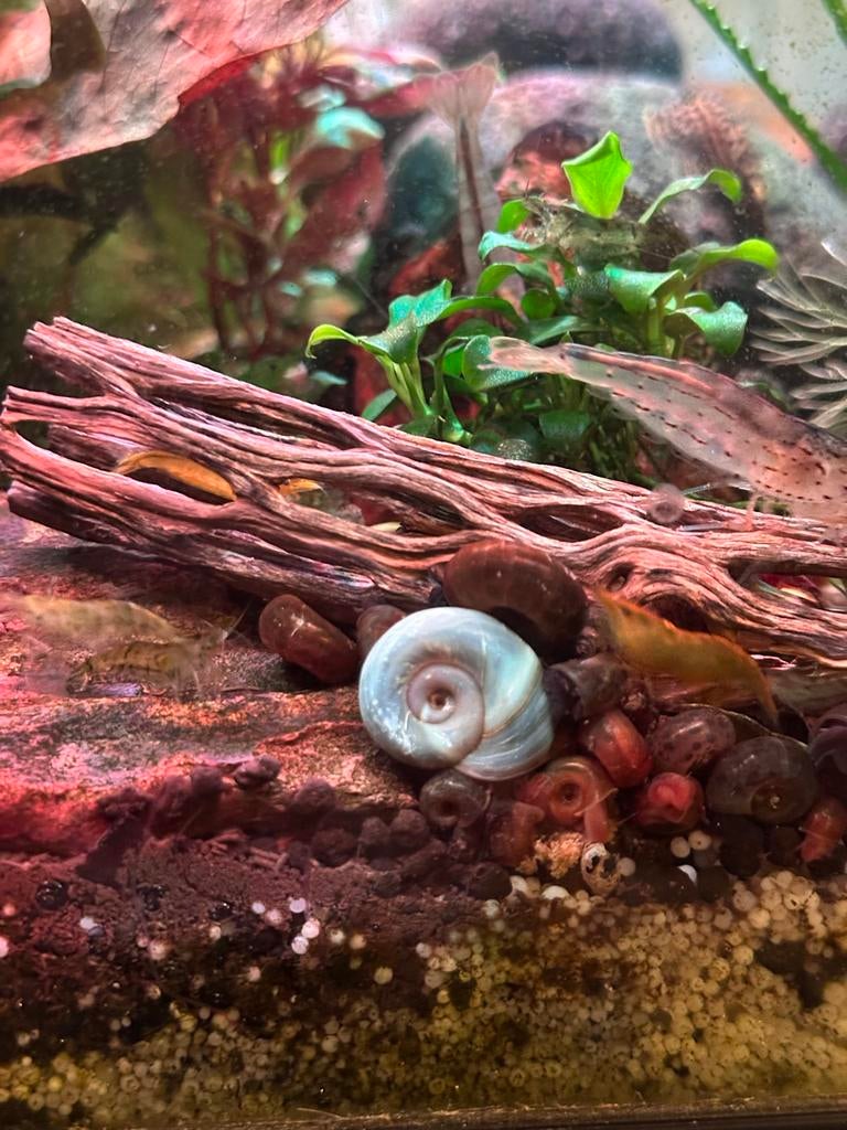 Posthoorn slak, Dieren en Toebehoren, Ophalen, Nieuw, Overige typen