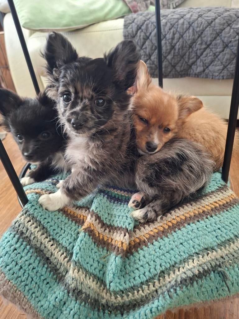 Kleinblijvende gezonde vrolijke vrije pomchi puppy's, Parvo, Overige rassen, 8 tot 15 weken, Meerdere