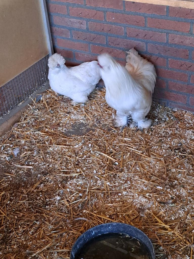 Zijdehoender kriel, Meerdere dieren, Kip