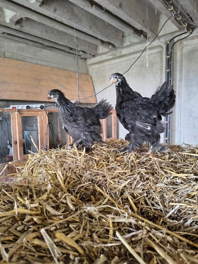 Prachtige Brahma hennen groot soort, Dieren en Toebehoren, Pluimvee, Vrouwelijk, Kip